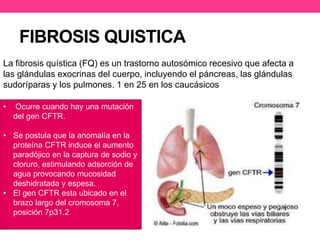 FIBROSIS QUISTICA 
La fibrosis quística (FQ) es un trastorno autosómico recesivo que afecta a 
las glándulas exocrinas del cuerpo, incluyendo el páncreas, las glándulas 
sudoríparas y los pulmones. 1 en 25 en los caucásicos 
• Ocurre cuando hay una mutación 
del gen CFTR. 
• Se postula que la anomalía en la 
proteína CFTR induce el aumento 
paradójico en la captura de sodio y 
cloruro, estimulando adsorción de 
agua provocando mucosidad 
deshidratada y espesa. 
• El gen CFTR esta ubicado en el 
brazo largo del cromosoma 7, 
posición 7p31.2 
 