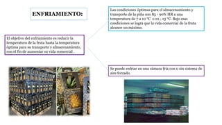 ENFRIAMIENTO:
Las condiciones óptimas para el almacenamiento y
transporte de la piña son 85 - 90% HR a una
temperatura de 7 a 10 °C o 10 - 13 °C. Bajo esas
condiciones se logra que la vida comercial de la fruta
alcance un máximo.
Se puede enfriar en una cámara fría con o sin sistema de
aire forzado.
El objetivo del enfriamiento es reducir la
temperatura de la fruta hasta la temperatura
óptima para su transporte y almacenamiento,
con el fin de aumentar su vida comercial .
 