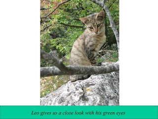 Leo gives us a close look with his green eyes

 
