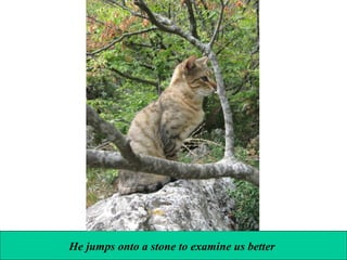He jumps onto a stone to examine us better

 