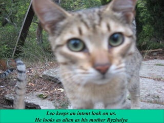 Leo keeps an intent look on us.
He looks as alien as his mother Ryzhulya

 