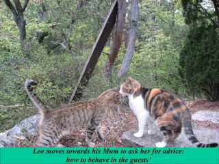 Leo moves towards his Mum to ask her for advice:
how to behave in the guests’

 