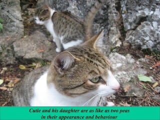 Cutie and his daughter are as like as two peas
in their appearance and behaviour

 
