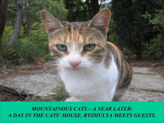 MOUNTAINOUS CATS – A YEAR LATER:
A DAY IN THE CATS’ HOUSE. RYZHULYA MEETS GUESTS.

 