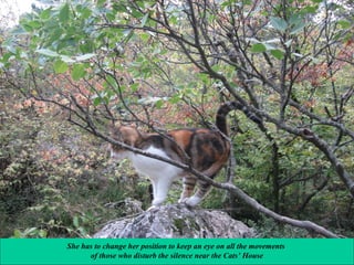 She has to change her position to keep an eye on all the movements
of those who disturb the silence near the Cats’ House

 