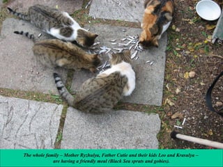 The whole family – Mother Ryzhulya, Father Cutie and their kids Leo and Krasulya –
are having a friendly meal (Black Sea sprats and gobies).

 