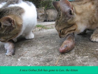 A nice Gobus fish has gone to Leo, the kitten

 