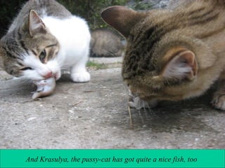And Krasulya, the pussy-cat has got quite a nice fish, too

 