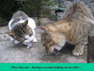 Here they are – having a second helping of nice fish…

 