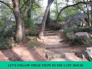 LET’S FOLLOW THESE STEPS TO THE CATS’ HOUSE

 