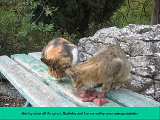 Having eaten all the sprats, Ryzhulya and Leo are eating some sausage dainties

 
