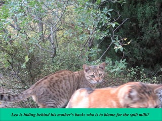 Leo is hiding behind his mother’s back: who is to blame for the spilt milk?

 