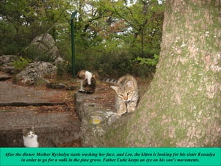 After the dinner Mother Ryzhulya starts washing her face, and Leo, the kitten is looking for his sister Krasulya
in order to go for a walk in the pine grove. Father Cutie keeps an eye on his son’s movements.

 