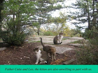 Father Cutie and Leo, the kitten are also unwilling to part with us.

 