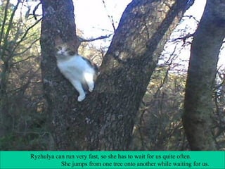 Ryzhulya can run very fast, so she has to wait for us quite often.
She jumps from one tree onto another while waiting for us.

 
