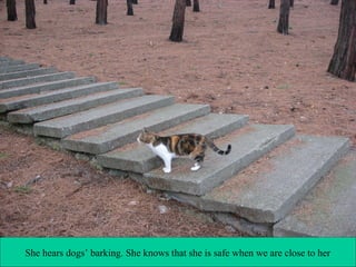She hears dogs’ barking. She knows that she is safe when we are close to her

 