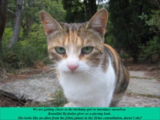 We are getting closer to the birthday-girl to introduce ourselves.
Beautiful Ryzhulya gives us a piecing look.
She looks like an alien from the feline planet in the Sirius constellation, doesn’t she?

 