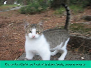 Krasavchik (Cutie), the head of the feline family, comes to meet us

 