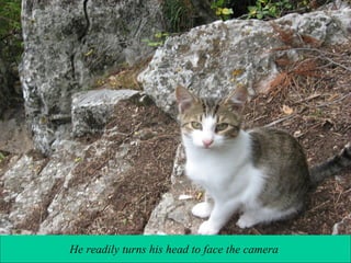 He readily turns his head to face the camera

 