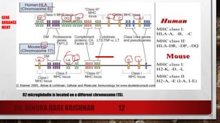 DR. RENUKA HARE KRISHNAN 12
ß2 microglobulin is located on a different chromosome (15).
GENE
ARRANGE
MENT
 