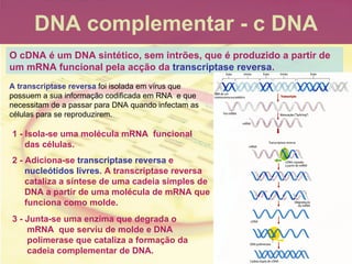 ENGENHARIA GENÉTICA | PPT