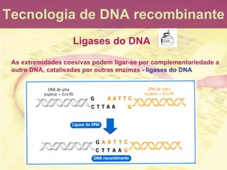 Tecnologia de DNA recombinante Ligases do DNA As extremidades coesivas podem ligar-se por complementariedade a outro DNA, ...