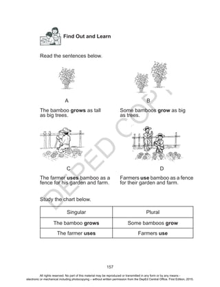 D
EPED
C
O
PY
157
Find Out and Learn
Read the sentences below.
				
A						B
The bamboo grows as tall		 Some bamboos grow as big
as big trees.				 as trees.
		C							D
The farmer uses bamboo as a	 Farmers use bamboo as a fence
fence for his garden and farm. 	 for their garden and farm.
Study the chart below.
Singular Plural
The bamboo grows Some bamboos grow
The farmer uses Farmers use
All rights reserved. No part of this material may be reproduced or transmitted in any form or by any means -
electronic or mechanical including photocopying – without written permission from the DepEd Central Office. First Edition, 2015.
 