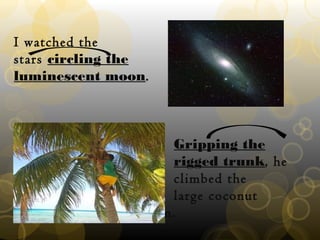 I watched the
stars circling the
luminescent moon.
Gripping the
rigged trunk, he
climbed the
large coconut
palm.
 