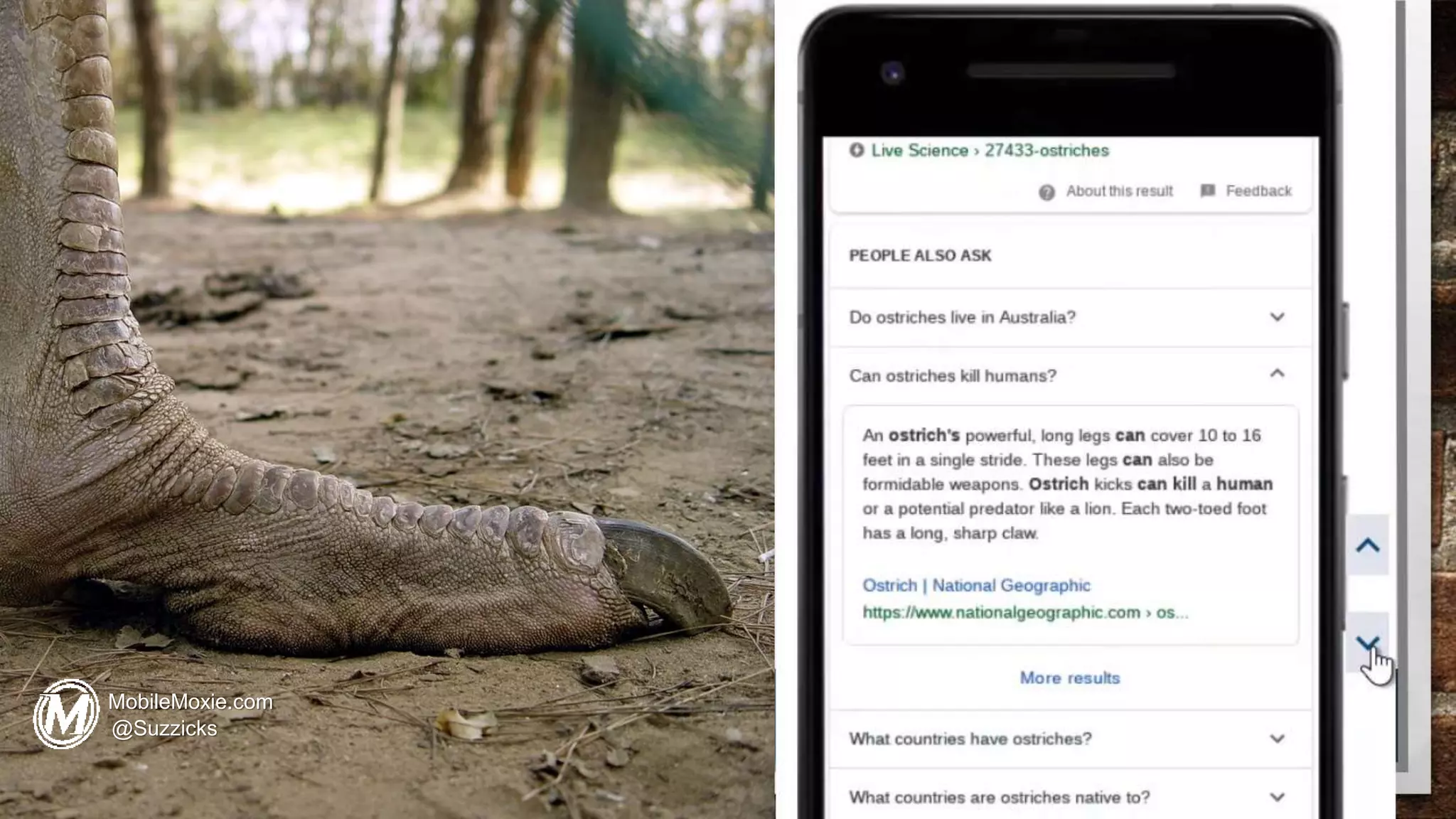 MobileMoxie.com
@Suzzicks
 