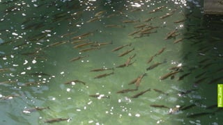 EngagementCheck: Impuls und Reflexion 13_03