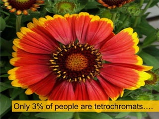 Only 5% of people in the world have absolute pitch….