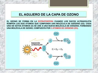 EL AGUJERO DE LA CAPA DE OZONO
EL OZONO SE FORMA EN LA ESTRATOSFERA CUANDO LOS RAYOS ULTRAVIOLETA
ROMPEN LOS DOS ÁTOMOS QUE COMPONEN UNA MOLÉCULA DE OXÍGENO (O2). CADA
UNO DE ESTOS ÁTOMOS (O) SE UNE A UNA NUEVA MOLÉCULA DE OXÍGENO, FORMANDO
UNA MOLÉCULA DE OZONO, COMPUESTA POR 3 ÁTOMOS DE OXÍGENO (O3).
 