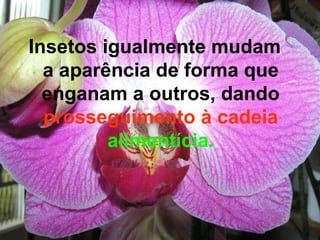 Insetos igualmente mudam a aparência de forma que enganam a outros, dando  prosseguimento à cadeia  alimentícia. 