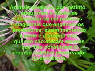 Animais diversos, por instinto, adquiriram o hábito de acomodar-se em posturas magistrais que enganam os predadores, assim mantendo a prole e a própria vida, quando não atacam aqueles que lhes constituem o recurso nutritivo preservador da existência. 