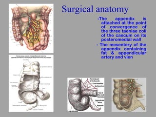 Surgical anatomy
-The appendix is
attached at the point
of convergence of
the three taeniae coli
of the caecum on its
post...