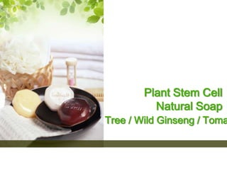 Plant Stem Cell Natural Soap (Yew Tree / Wild Ginseng/ Tomato) 