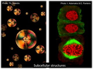 Subcellular structures
Photo: Th. Sawidis Photo: I. Adamakis & E. Panteris
 