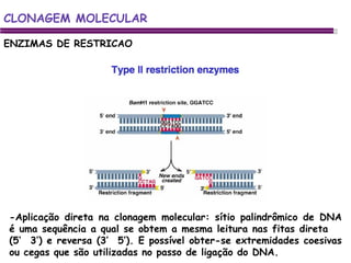 ENZIMAS DE RESTRICAO ENGENHARIA GENETICA DE MICRORGANISMOS CLONAGEM MOLECULAR -Aplicação direta na clonagem molecular: sítio palindrômico de DNA é uma sequência a qual se obtem a mesma leitura nas fitas direta  (5’  3’) e reversa (3’  5’). E possível obter-se extremidades coesivas ou cegas que são utilizadas no passo de ligação do DNA. 
