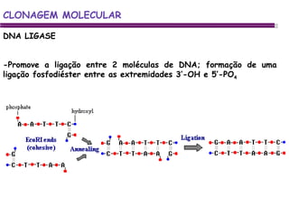 DNA LIGASE CLONAGEM MOLECULAR -Promove a ligação entre 2 moléculas de DNA; formação de uma ligação fosfodiéster entre as extremidades 3’-OH e 5’-PO 4 