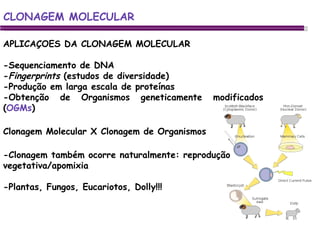 APLICAÇOES DA CLONAGEM MOLECULAR -Sequenciamento de DNA - Fingerprints  (estudos de diversidade) -Produção em larga escala de proteínas -Obtenção de Organismos geneticamente modificados ( OGMs ) Clonagem Molecular X Clonagem de Organismos -Clonagem também ocorre naturalmente: reprodução vegetativa/apomixia -Plantas, Fungos, Eucariotos, Dolly!!! CLONAGEM MOLECULAR 