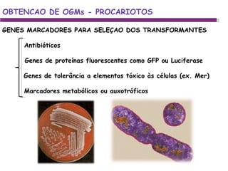 GENES MARCADORES PARA SELEÇAO DOS TRANSFORMANTES Antibióticos Genes de proteínas fluorescentes como GFP ou Luciferase Genes de tolerância a elementos tóxico às células (ex. Mer) Marcadores metabólicos ou auxotróficos OBTENCAO DE OGMs - PROCARIOTOS 