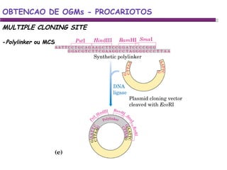 MULTIPLE CLONING SITE - Polylinker  ou MCS OBTENCAO DE OGMs - PROCARIOTOS 