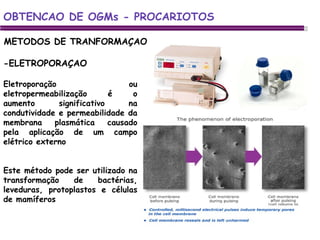 OBTENCAO DE OGMs - PROCARIOTOS -ELETROPORAÇAO Eletroporação ou eletropermeabilização é o aumento significativo na condutividade e permeabilidade da membrana plasmática causado pela aplicação de um campo elétrico externo Este método pode ser utilizado na transformação de bactérias, leveduras, protoplastos e células de mamíferos METODOS DE TRANFORMAÇAO 