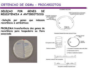 SELEÇAO POR GENES DE RESISTENCIA A ANTIBIOTICOS -Seleção por genes que induzem resistência à antibióticos PROBLEMA:transferência dos genes de resistência para hospedeiro ou flora associada OBTENCAO DE OGMs - PROCARIOTOS 