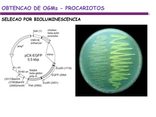 SELECAO POR BIOLUMINESCENCIA OBTENCAO DE OGMs - PROCARIOTOS 