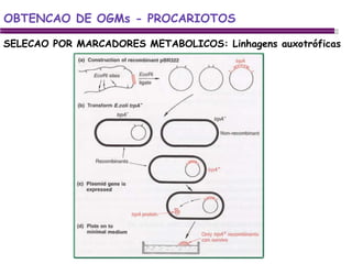 SELECAO POR MARCADORES METABOLICOS: Linhagens auxotróficas OBTENCAO DE OGMs - PROCARIOTOS 