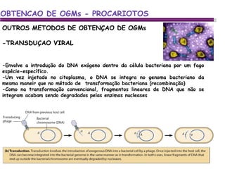 OUTROS METODOS DE OBTENÇAO DE OGMs -TRANSDUÇAO VIRAL OBTENCAO DE OGMs - PROCARIOTOS -Envolve a introdução do DNA exógeno dentro da célula bacteriana por um fago espécie-específico. -Um vez injetado no citoplasma, o DNA se integra no genoma bacteriano da mesma maneir que no método de  transformação bacteriana (recombinação) -Como na transformação convencional, fragmentos lineares de DNA que não se integram acabam sendo degradados pelas enzimas nucleases 