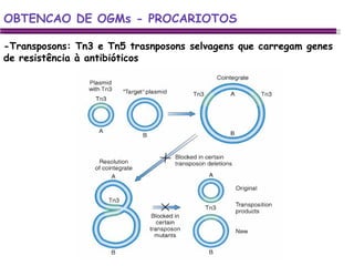 -Transposons: Tn3 e Tn5 trasnposons selvagens que carregam genes de resistência à antibióticos OBTENCAO DE OGMs - PROCARIOTOS 