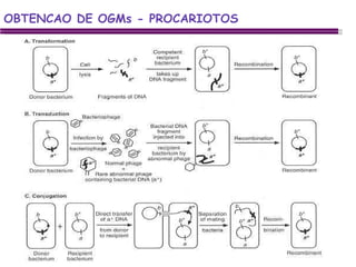 OBTENCAO DE OGMs - PROCARIOTOS 