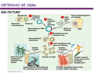OBTENCAO DE OGMs BIG PICTURE! 